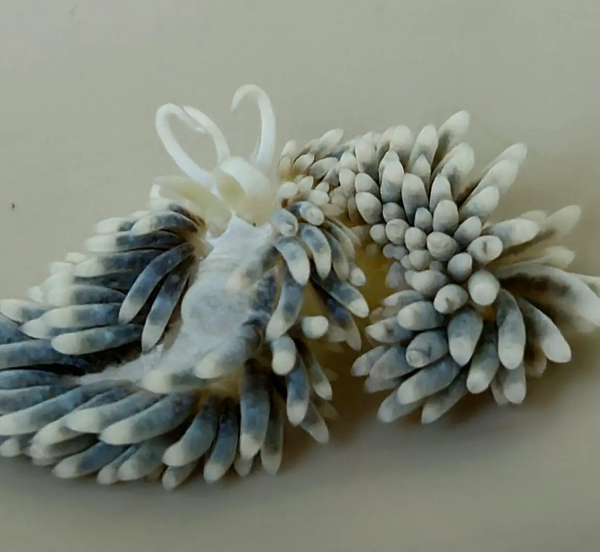 Close-up blue-white aeolid nudibranch